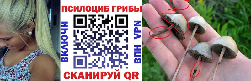 Псилоцибиновые грибы Cubensis  mega ссылки  Кропоткин 